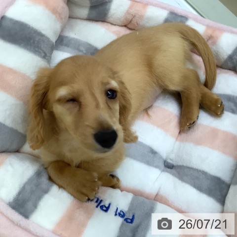 埼玉県のカニンヘンダックスフンド(ロング) (ペットプラス 羽生店/2026年5月14日生まれ/男の子/クリアレッド)の子犬の3枚目の画像