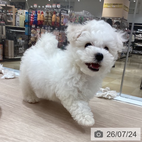 徳島県のビションフリーゼ (ペットプラス 徳島店/2026年5月20日生まれ/男の子/ホワイト)の子犬の4枚目の画像