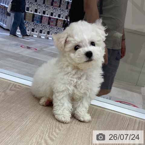 徳島県のビションフリーゼ (ペットプラス 徳島店/2026年5月20日生まれ/男の子/ホワイト)の子犬の3枚目の画像