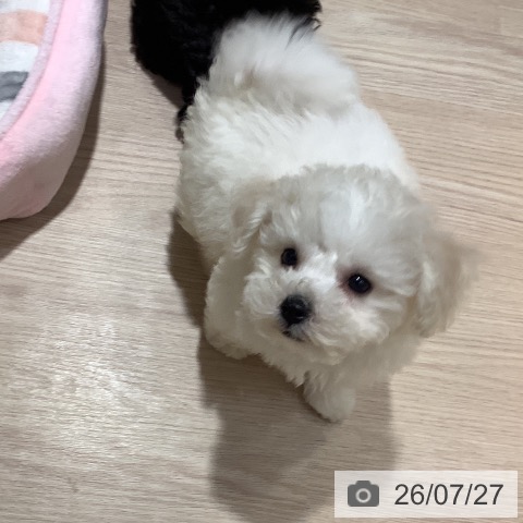 岡山県のビションフリーゼ (ペットプラス 岡山店/2026年5月20日生まれ/男の子/ホワイト)の子犬の4枚目の画像