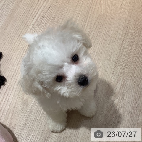 岡山県のビションフリーゼ (ペットプラス 岡山店/2026年5月20日生まれ/男の子/ホワイト)の子犬の3枚目の画像