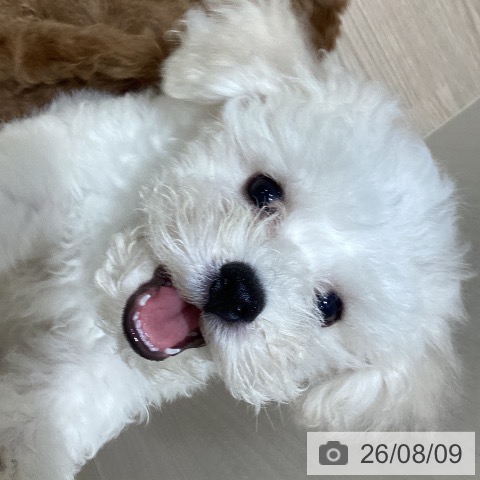 岡山県のビションフリーゼ (ペットプラス 岡山店/2026年5月20日生まれ/男の子/ホワイト)の子犬の3枚目の画像