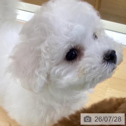香川県のビションフリーゼ (ペットプラス 綾川店/2026年5月20日生まれ/女の子/ホワイト)の子犬の4枚目の画像