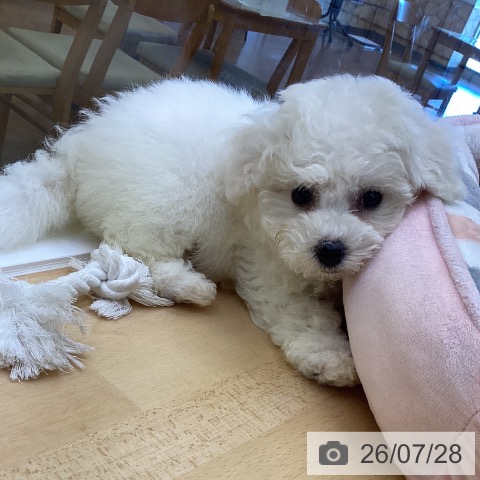 香川県のビションフリーゼ (ペットプラス 綾川店/2026年5月20日生まれ/女の子/ホワイト)の子犬の3枚目の画像