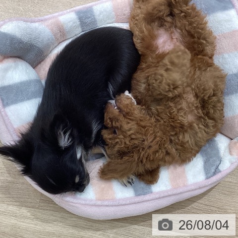 宮城県のトイプードル(トイ) (ペットプラス 仙台上杉店/2026年5月16日生まれ/男の子/レッド)の子犬の3枚目の画像