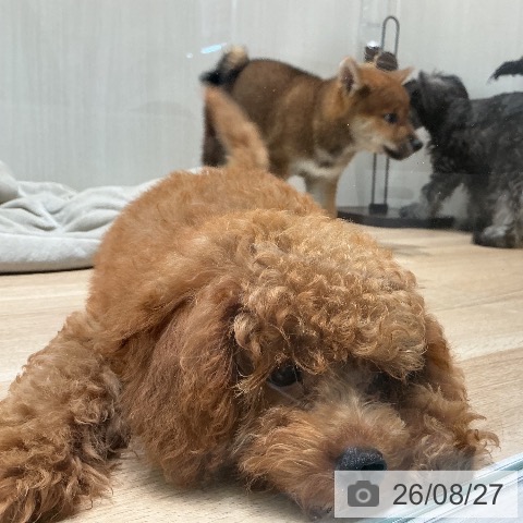 宮城県のトイプードル(トイ) (ペットプラス 仙台泉大沢店/2026年5月16日生まれ/男の子/レッド)の子犬の4枚目の画像