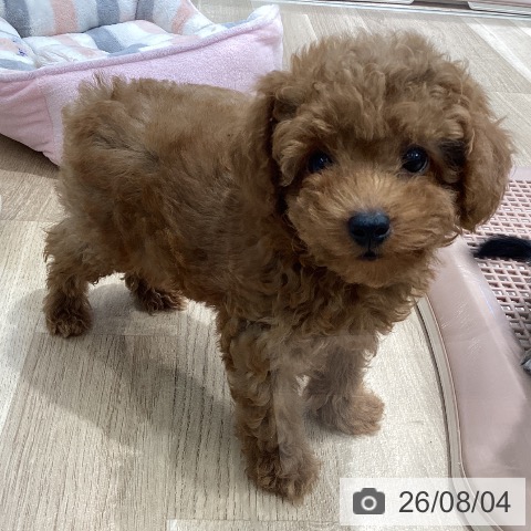 宮城県のトイプードル(トイ) (ペットプラス 仙台泉大沢店/2026年5月16日生まれ/男の子/レッド)の子犬の3枚目の画像