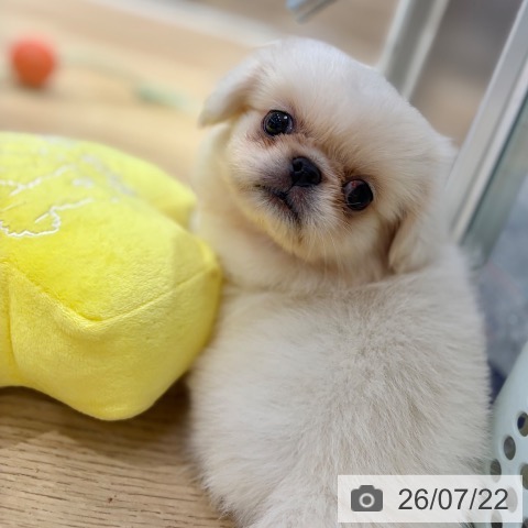 ペキニーズの写真