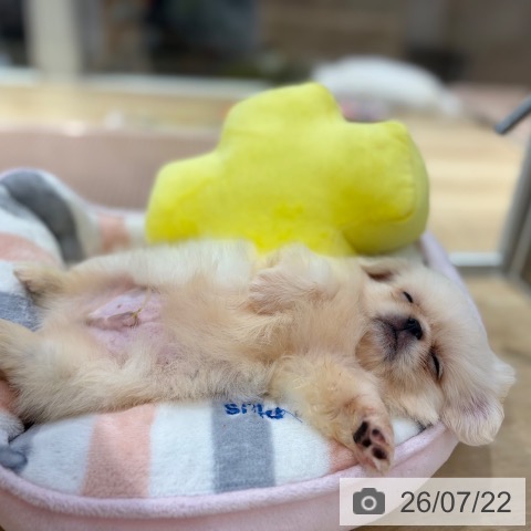 ペキニーズの写真