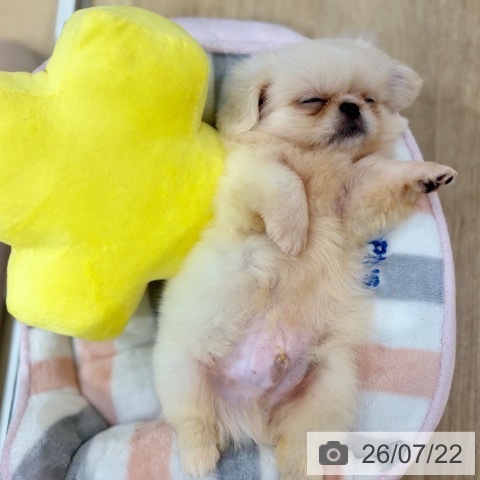 ペキニーズの写真