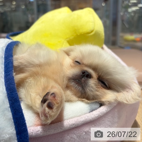 ペキニーズの写真