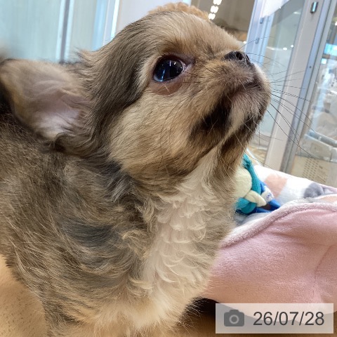 香川県のチワワ(ロング) (ペットプラス 綾川店/2026年5月22日生まれ/男の子/フォーンホワイト)の子犬の4枚目の画像