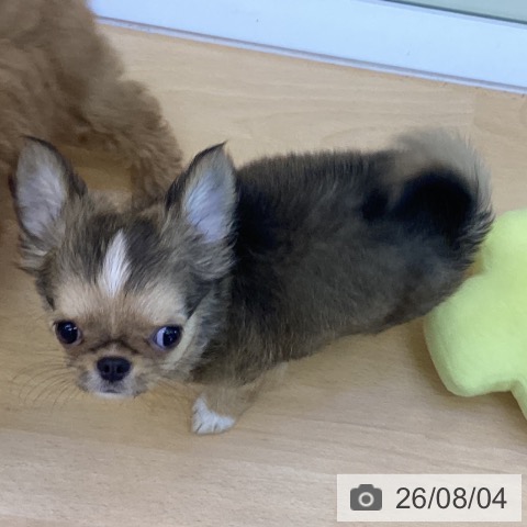 香川県のチワワ(ロング) (ペットプラス 綾川店/2026年5月22日生まれ/男の子/フォーンホワイト)の子犬の4枚目の画像