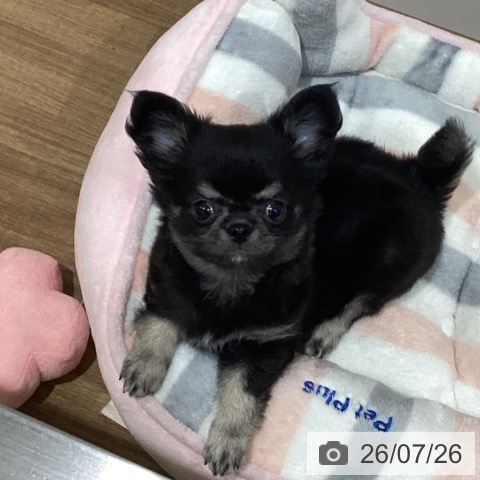 鳥取県のチワワ(ロング) (ペッツワン 日吉津店/2026年5月22日生まれ/男の子/ブラッククリーム)の子犬の4枚目の画像