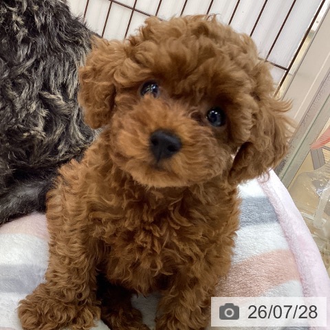 香川県のトイプードル(トイ) (ペットプラス 綾川店/2026年5月16日生まれ/男の子/レッド)の子犬の4枚目の画像