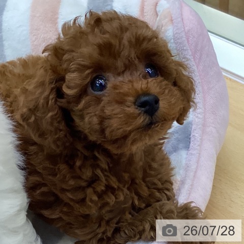 香川県のトイプードル(トイ) (ペットプラス 綾川店/2026年5月16日生まれ/男の子/レッド)の子犬の3枚目の画像