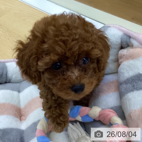 香川県のトイプードル(トイ) (ペットプラス 綾川店/2026年5月16日生まれ/男の子/レッド)の子犬の4枚目の画像