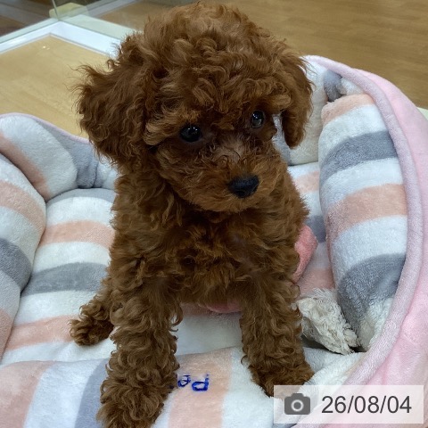 香川県のトイプードル(トイ) (ペットプラス 綾川店/2026年5月16日生まれ/男の子/レッド)の子犬の3枚目の画像