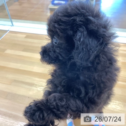 トイ・プードルの写真