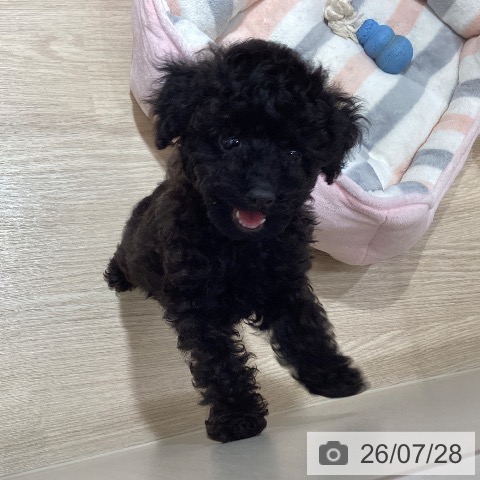 徳島県のトイプードル(トイ) (ペットプラス 徳島店/2026年5月22日生まれ/男の子/ブラック)の子犬の4枚目の画像