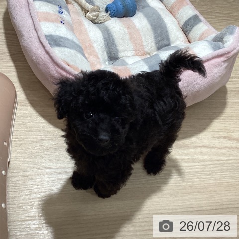 徳島県のトイプードル(トイ) (ペットプラス 徳島店/2026年5月22日生まれ/男の子/ブラック)の子犬の3枚目の画像