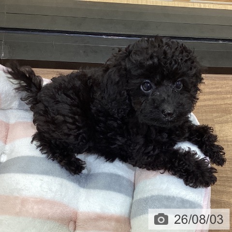 鳥取県のトイプードル(トイ) (ペッツワン 日吉津店/2026年5月16日生まれ/女の子/ブラック)の子犬の3枚目の画像