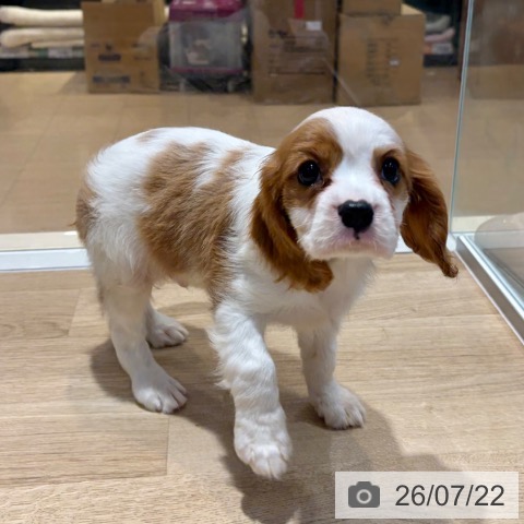 キャバリア・キングチャールズ・スパニエルの写真