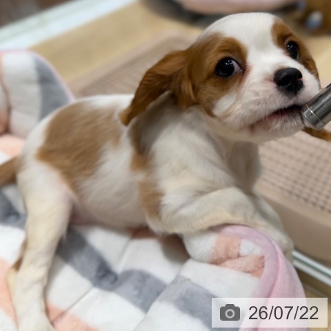 キャバリア・キングチャールズ・スパニエルの写真