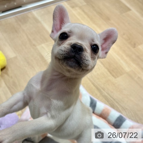 フレンチ・ブルドッグの写真