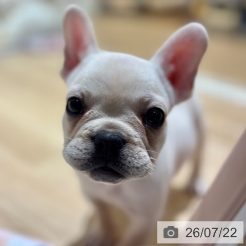 フレンチ・ブルドッグの写真
