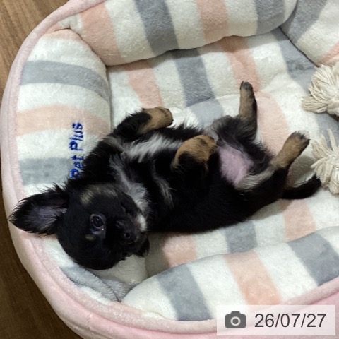 鳥取県のチワワ(ロング) (ペッツワン 日吉津店/2026年5月22日生まれ/男の子/ブラックタンホワイト)の子犬の3枚目の画像