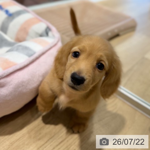 ミニチュア・ダックスフンドの写真