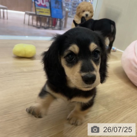 大阪府のミニチュアダックスフンド(ロング) (ペットプラス 大阪ドームシティ店/2026年5月22日生まれ/女の子/ブラックイエロー)の子犬の4枚目の画像
