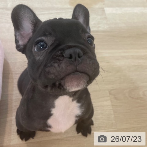 フレンチ・ブルドッグの写真