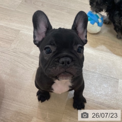 フレンチ・ブルドッグの写真