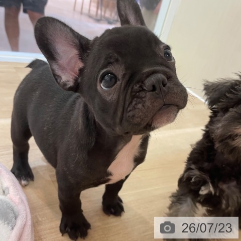 フレンチ・ブルドッグの写真