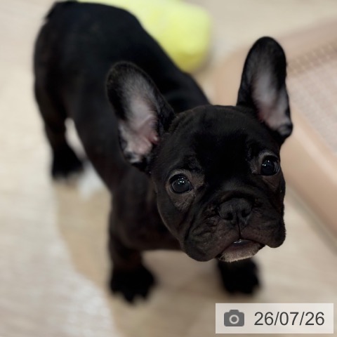 大阪府のフレンチブルドッグ (ペットプラス 大阪ドームシティ店/2026年5月19日生まれ/男の子/ブリンドル)の子犬の3枚目の画像