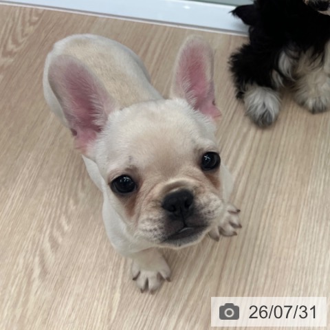 京都府のフレンチブルドッグ (ペットプラス 京都桂川店/2026年5月19日生まれ/男の子/クリーム)の子犬の3枚目の画像