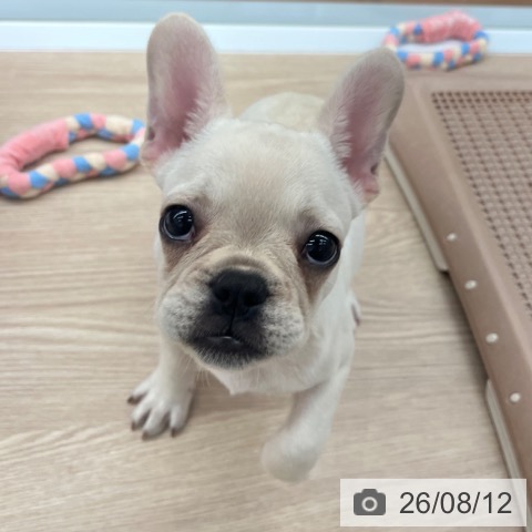 京都府のフレンチブルドッグ (ペットプラス 京都桂川店/2026年5月19日生まれ/男の子/クリーム)の子犬の3枚目の画像
