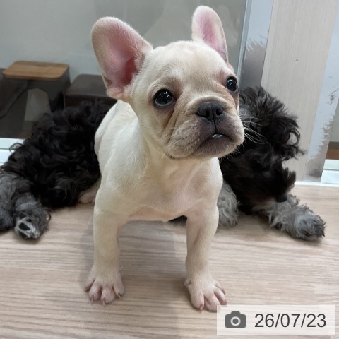 フレンチ・ブルドッグの写真