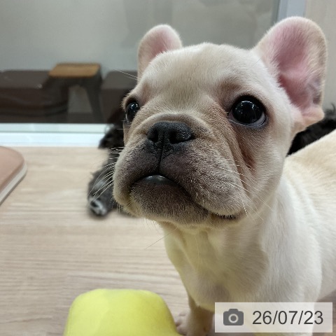 フレンチ・ブルドッグの写真