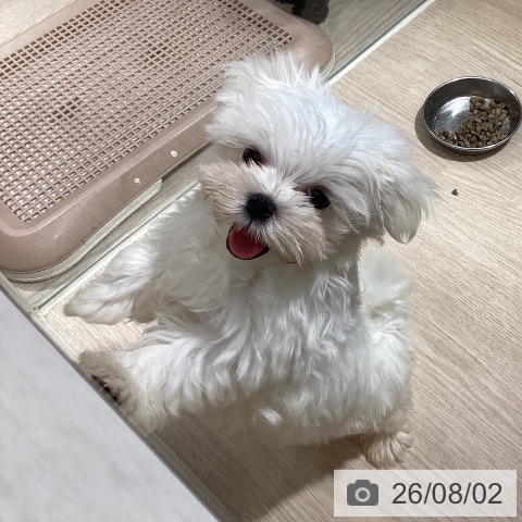 徳島県のマルチーズ (ペットプラス 徳島店/2026年5月23日生まれ/男の子/ホワイト)の子犬の3枚目の画像