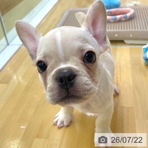フレンチ・ブルドッグの写真