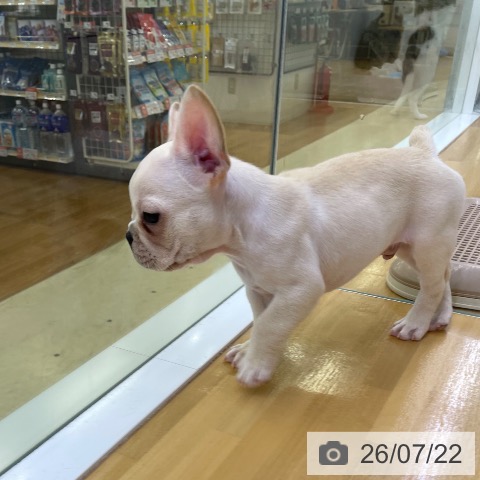 フレンチ・ブルドッグの写真