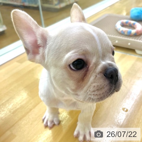 フレンチ・ブルドッグの写真