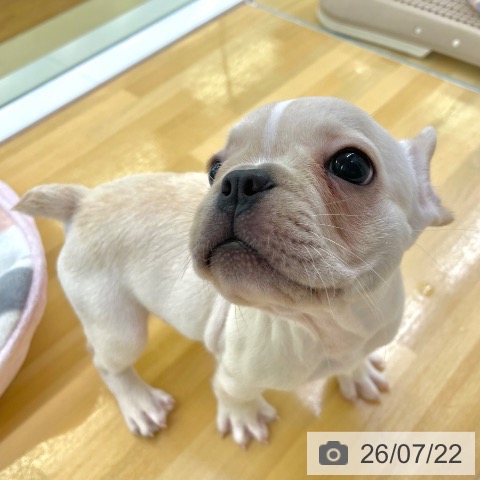 フレンチ・ブルドッグの写真