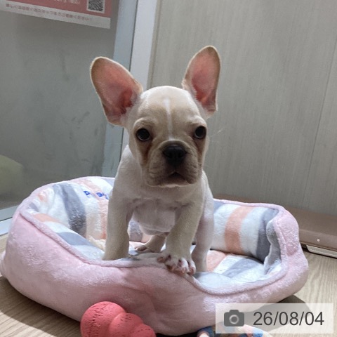 徳島県のフレンチブルドッグ (ペットプラス 徳島店/2026年5月16日生まれ/男の子/クリーム)の子犬の3枚目の画像