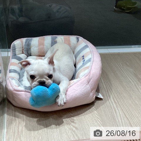 岡山県のフレンチブルドッグ (ペットプラス 岡山店/2026年5月16日生まれ/男の子/クリーム)の子犬の4枚目の画像