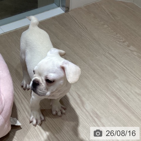 岡山県のフレンチブルドッグ (ペットプラス 岡山店/2026年5月16日生まれ/男の子/クリーム)の子犬の3枚目の画像