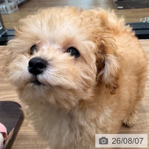 岡山県のトイプードル(トイ) (ペッツワン 岡山南店/2026年5月21日生まれ/男の子/アプリコット)の子犬の3枚目の画像